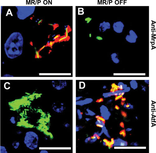 Figure 27