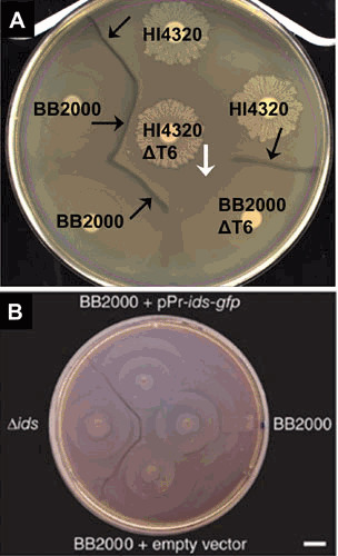 Figure 17