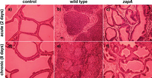 Figure 21