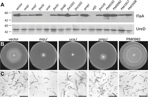 Figure 29