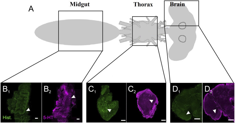 FIGURE 1