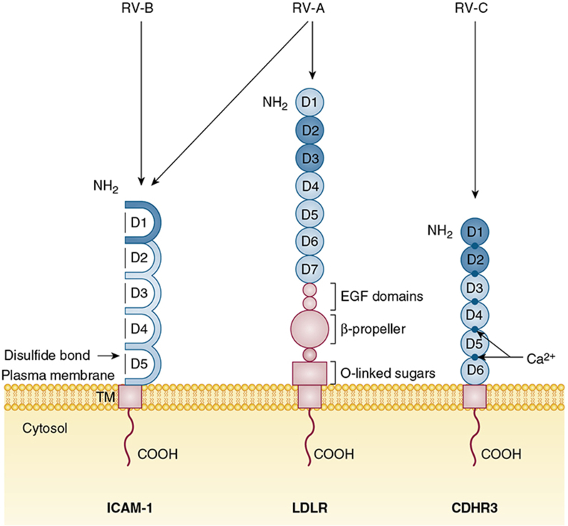 Figure 2