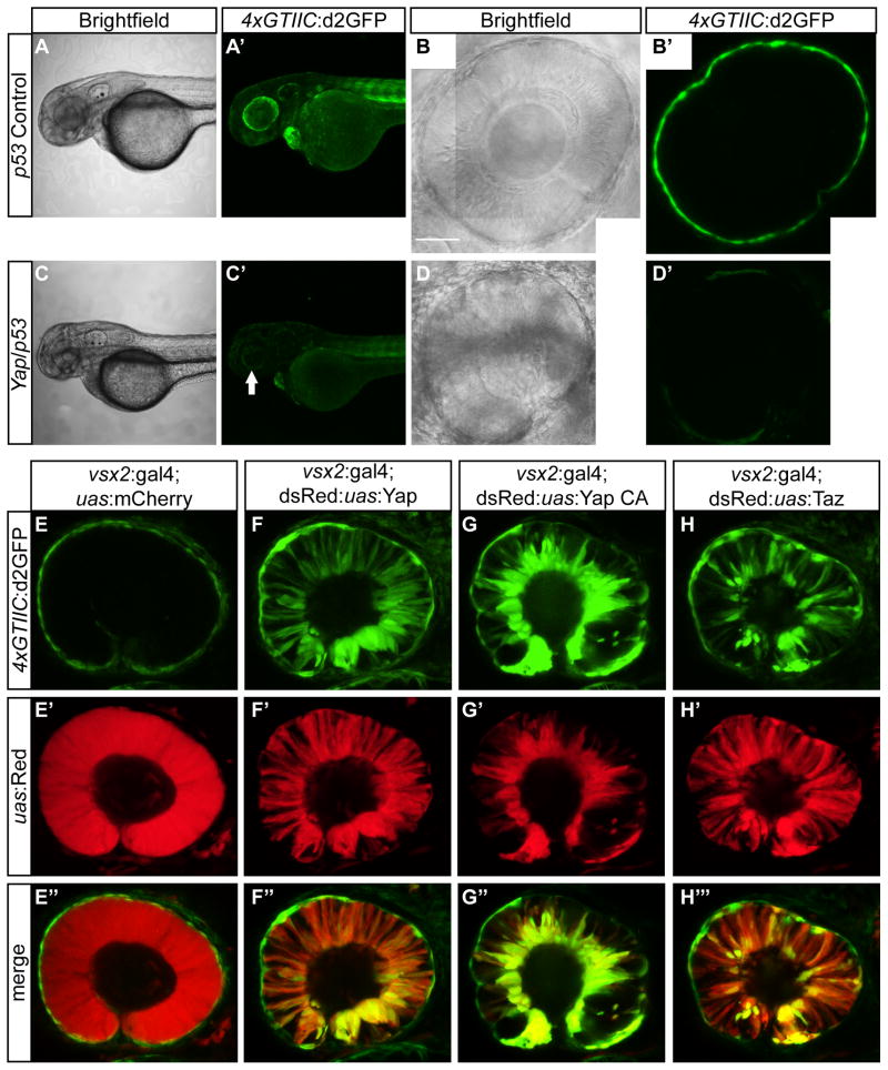 Figure 4