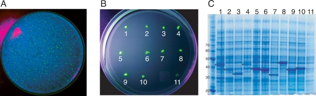 Figure 2.