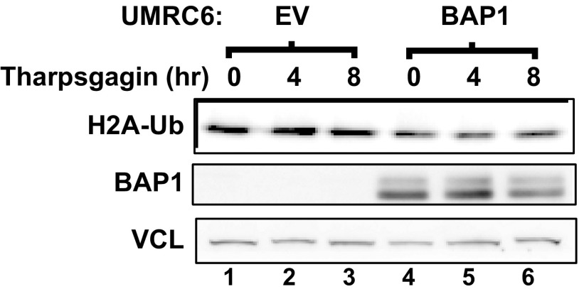 Fig. S15.