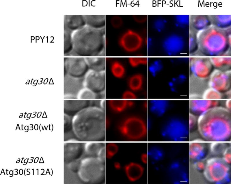 Fig. 2