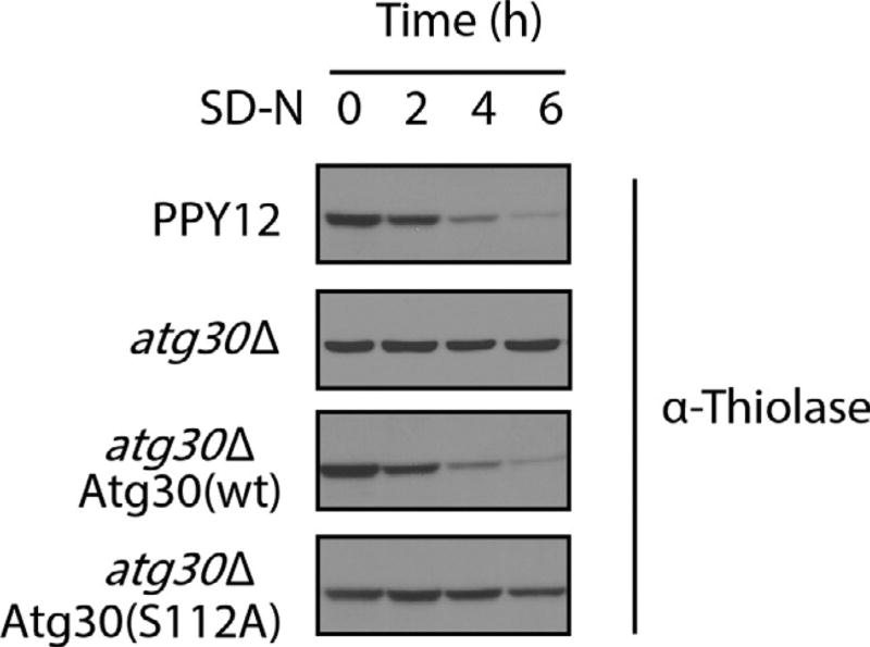 Fig. 3