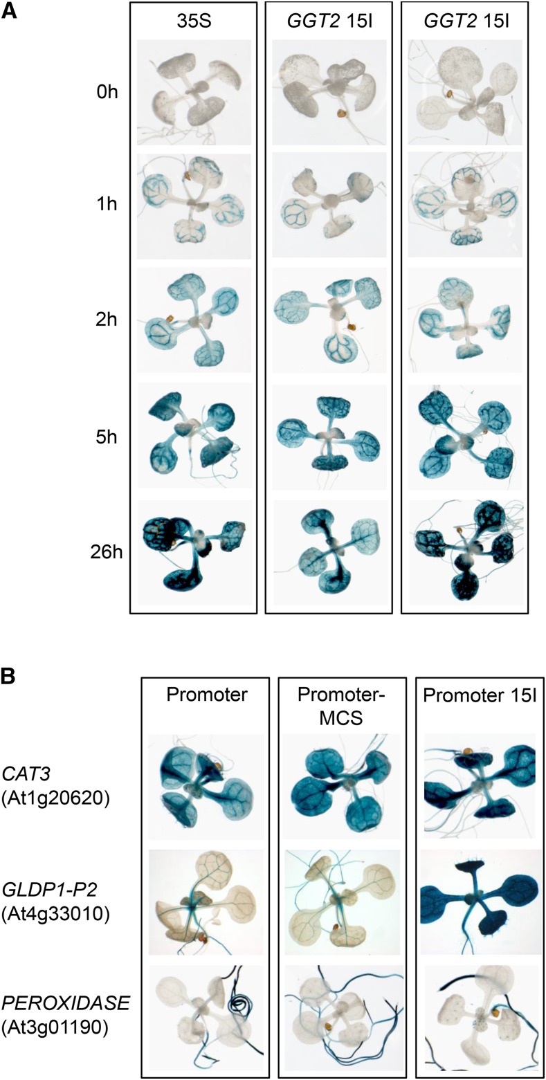 Figure 7.