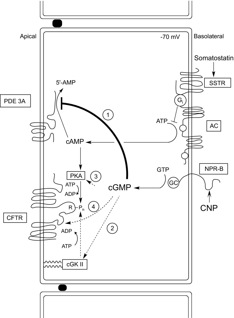 Fig. 9.