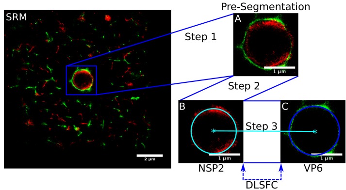 Appendix 1—figure 1.