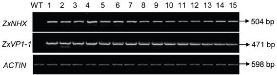 FIGURE 1