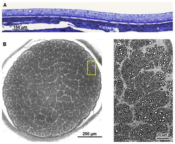 Fig. 5