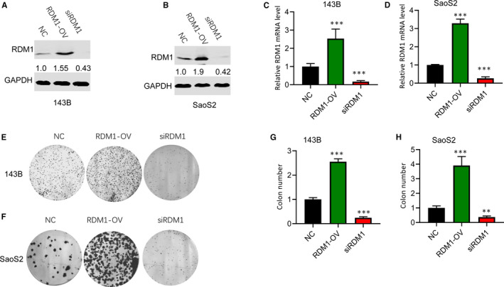 FIGURE 2