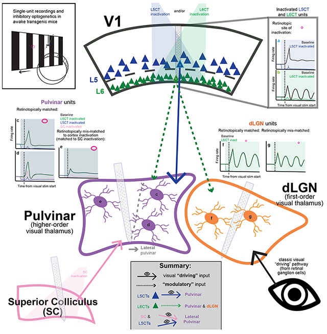 graphic file with name nihms-1741169-f0008.jpg