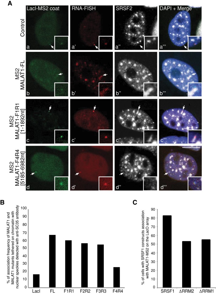 FIGURE 3: