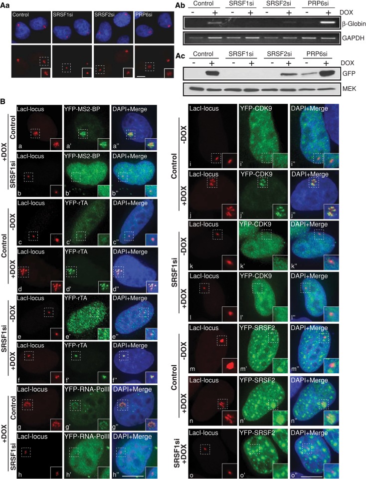 FIGURE 6: