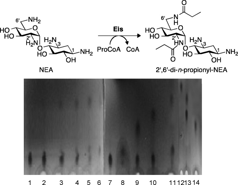 Fig 2