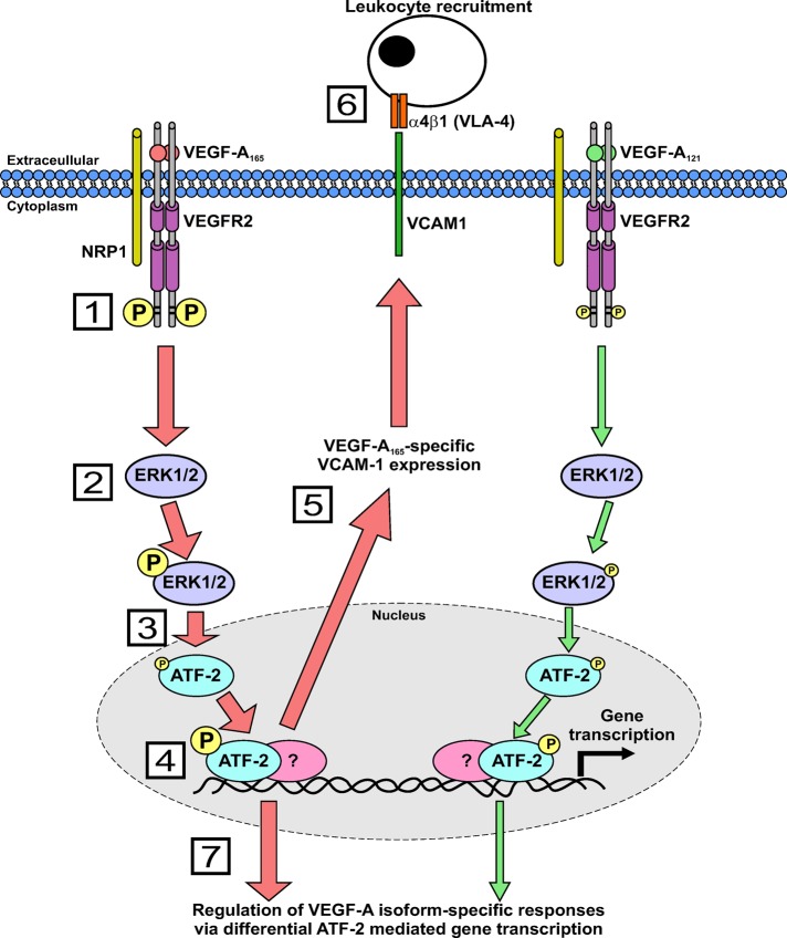 FIGURE 7: