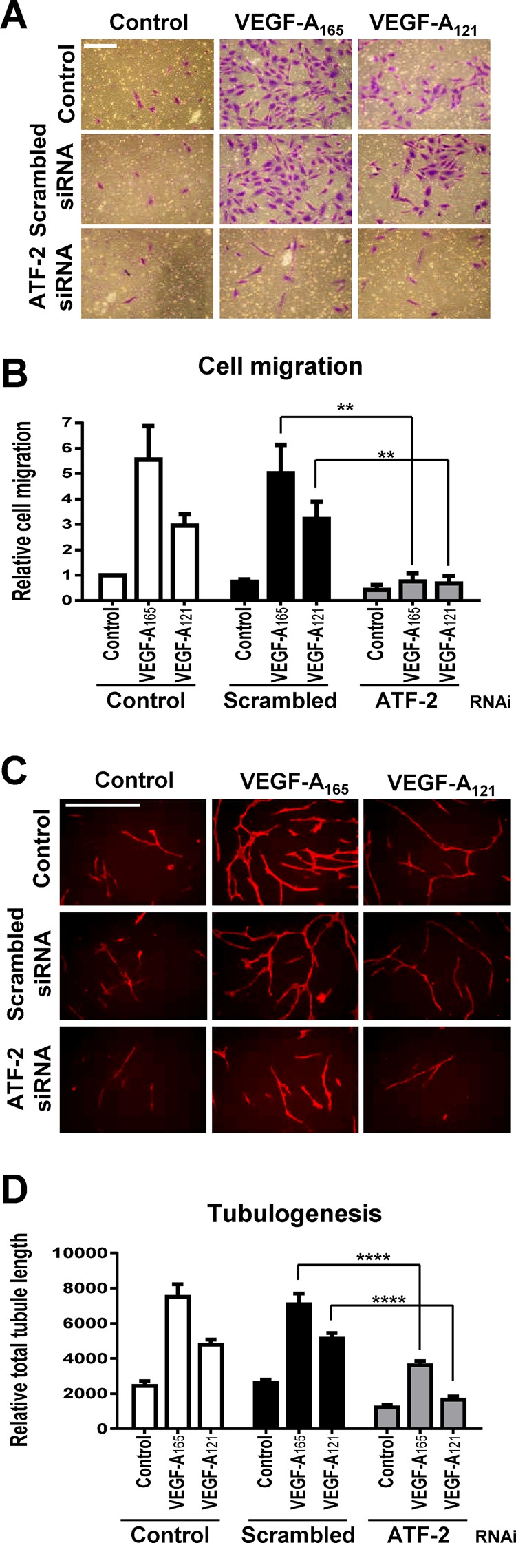 FIGURE 6: