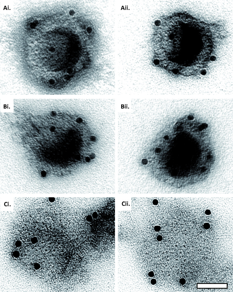 Figure 6—figure supplement 1.