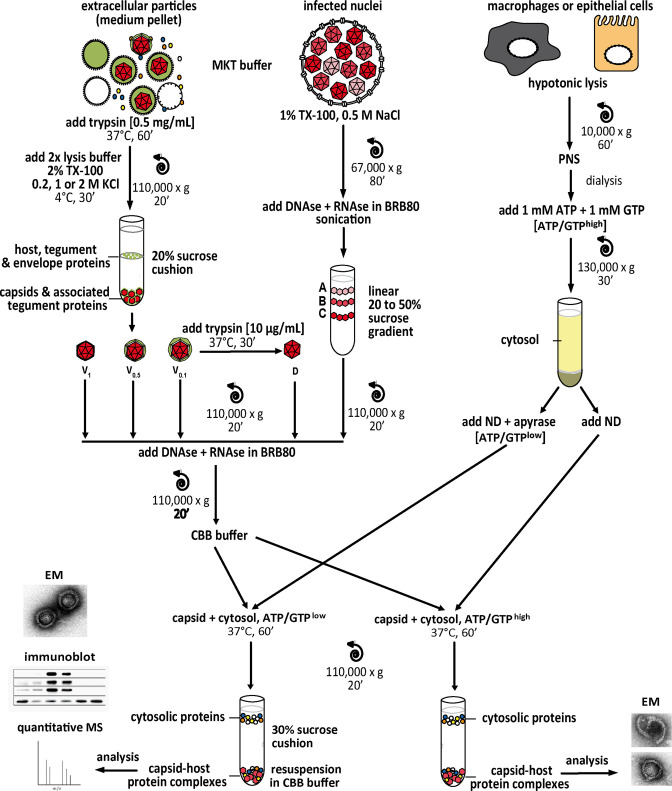 Figure 2—figure supplement 1.