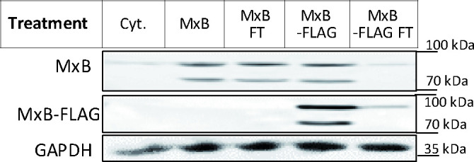 Figure 7—figure supplement 1.