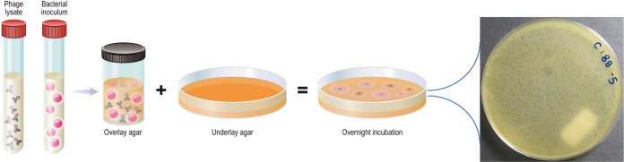 FIG 2