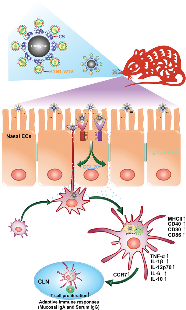 Scheme 1