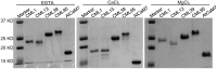 FIGURE 13