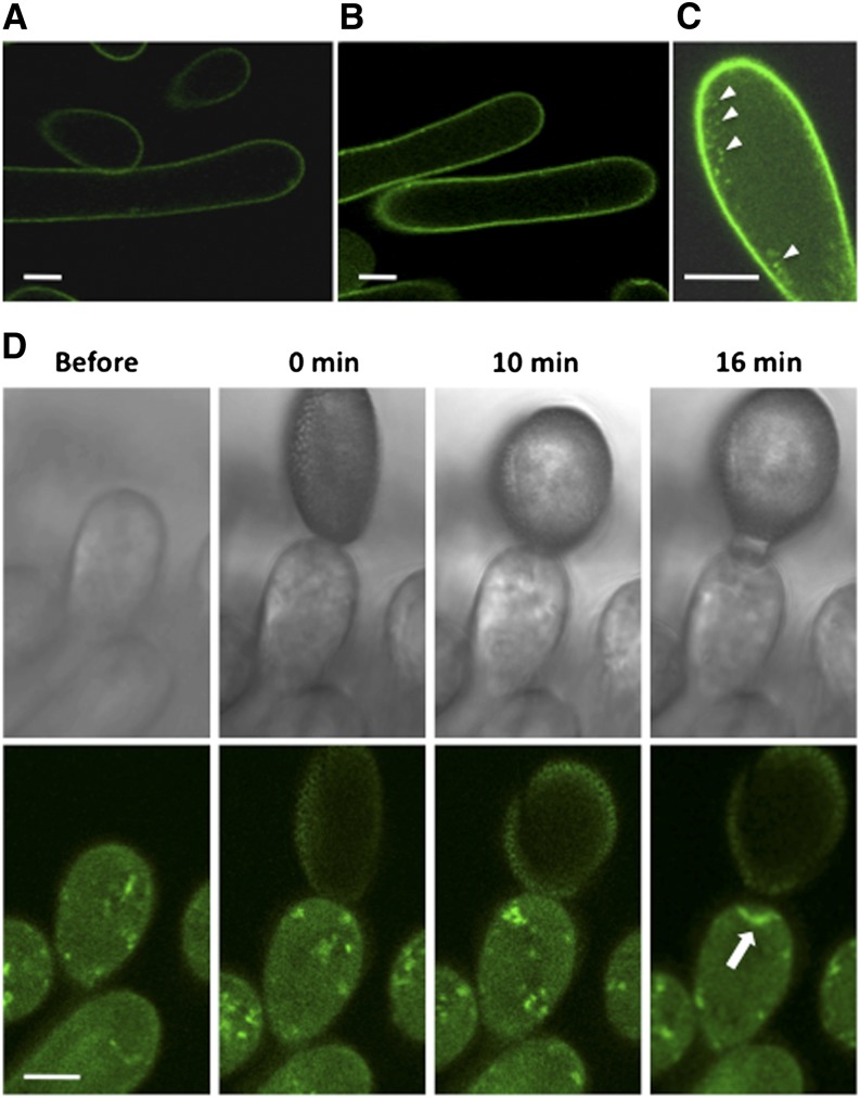 Figure 6.