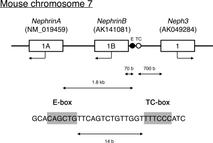 FIGURE 1.