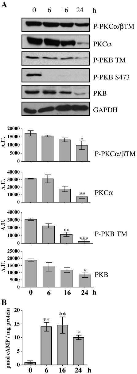 Fig. 7