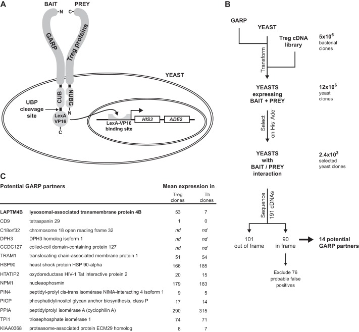 FIGURE 2.