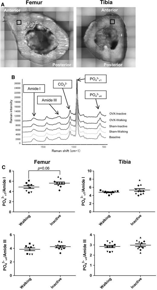 Fig. 6