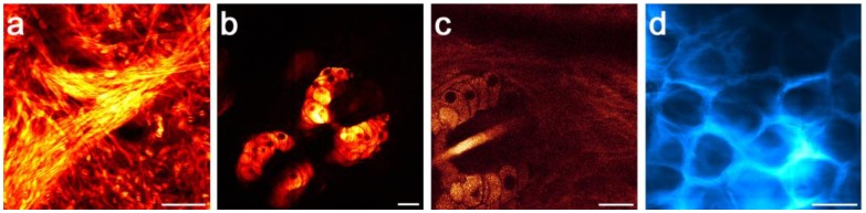 Fig. 3