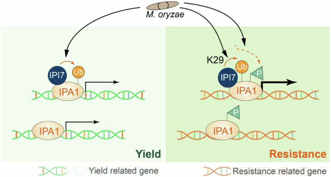 Fig. 7