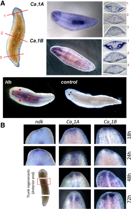 Figure 9.