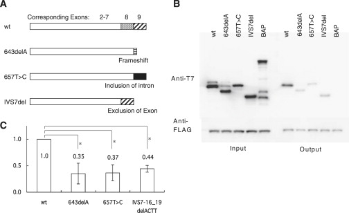 Figure 3