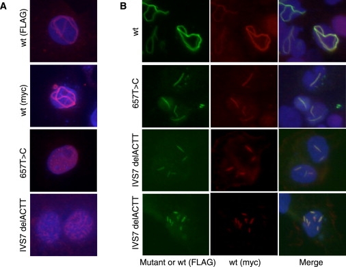 Figure 4