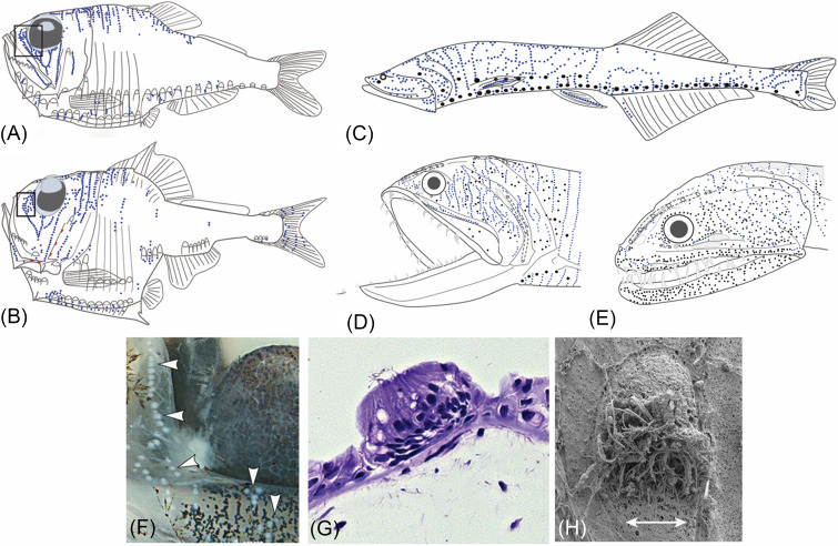 FIG. 7.