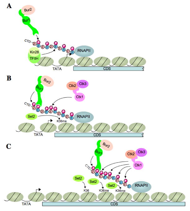 Fig. 7