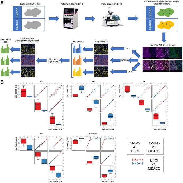 Figure 2. MICSSS/mIF image analysis algorithm harmonization. A, Representative illustration of image analysis algorithm harmonization on prestained mIF images. Images shown are for illustrative purposes to demonstrate workflow only and are not intended as primary data figures. B, Concordance plot of CD3, CD8, PD-1, PD-L1, and cytokeratin log2 transformed cell density data between three centers within each tissue type. The distribution of each marker is shown separately. On the diagonals, box plots are shown to display the values for each sample (HN1-14 and HN2-13) measured at each site (ISMMS, DFCI, and MDACC), respectively. Off diagonals, pairwise scatter plots are shown to illustrate the concordance between two sites. The two samples are coded by red and blue, respectively. All Spearman correlation coefficients are greater than 0.7 except one, which is between ISMMS and MDACC for CD3. We observe that all median Spearman correlation coefficients are greater than or equal to 0.7.