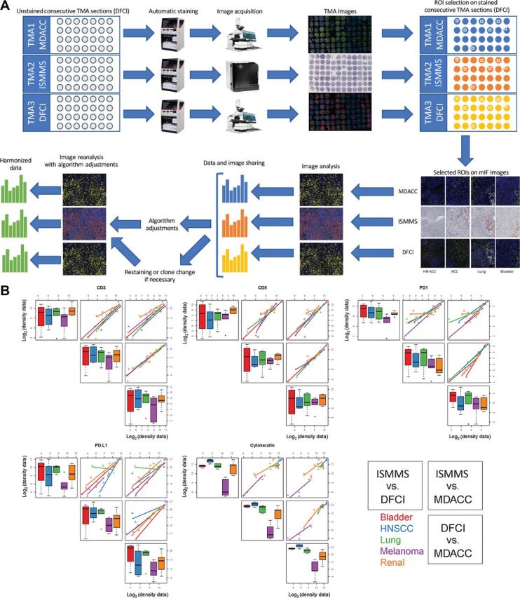 Figure 4. MICSSS/mIF whole tissue imaging pipeline harmonization, including staining, image acquisition, and image analysis combined on the TMA. A, Representative illustration of MICSSS/mIF whole tissue imaging pipeline harmonization on the TMA. Images shown are for illustrative purposes to demonstrate workflow only and are not intended as primary data figures. B, Concordance plot of CD3, CD8, PD-1, PDL1, and cytokeratin log2 transformed cell density data between three centers within each tissue type. The distribution of each marker is shown separately. On the diagonals, box plots are shown to display the values for each sample (bladder, H&N, lung, melanoma, and renal) measured at each site (ISMMS, DFCI, and MDACC), respectively. Off diagonals, pairwise scatter plots are shown to illustrate the concordance between two sites. The five samples are coded by different colors, respectively.