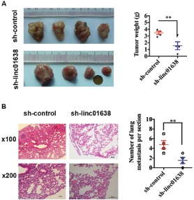 Fig. (3)