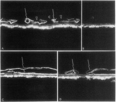 graphic file with name pnas01057-0115-a.jpg