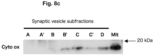 Fig. 8