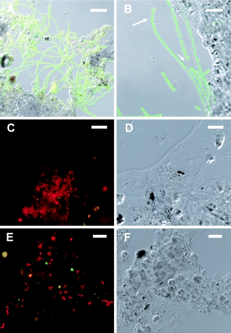 FIG.7.