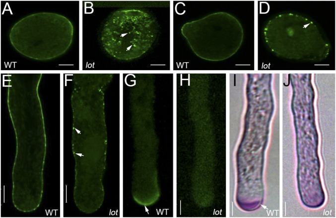 Fig. 6.