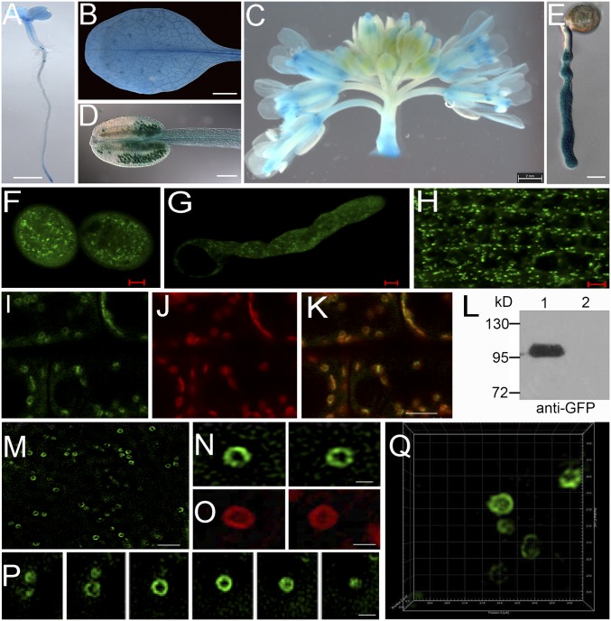 Fig. 3.