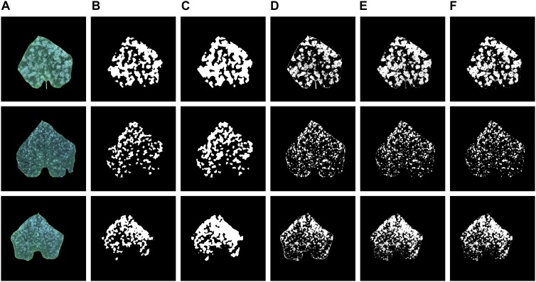 FIGURE 6